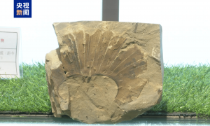 距今约2.8亿年！山西阳泉矿区发现远古银杏化石