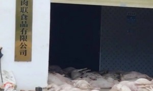 广东一肉联公司门口堆满死猪,官方:7人被控制
