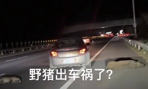 高速路躺了几头野猪?男子开车时速105公里撞上横穿高速公路的野猪群